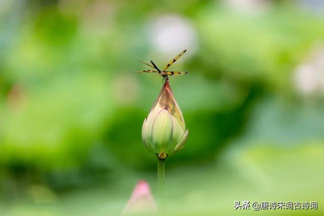 梅子黄时是什么季节，三衢道中梅子黄时是什么季节（清新明快的初夏）