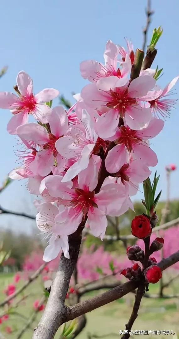 美美美的，美美美的表情包（壁纸美图）