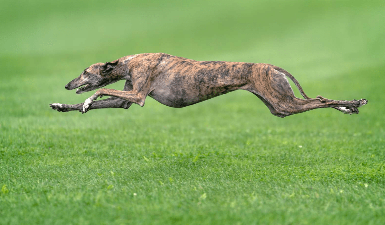 犬类比人类能耐多少度高温 普通狗能耐多少寒冷