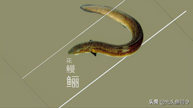 长江名贵鱼前十名，10大凶猛淡水鱼（我国保护的鱼类有87种）