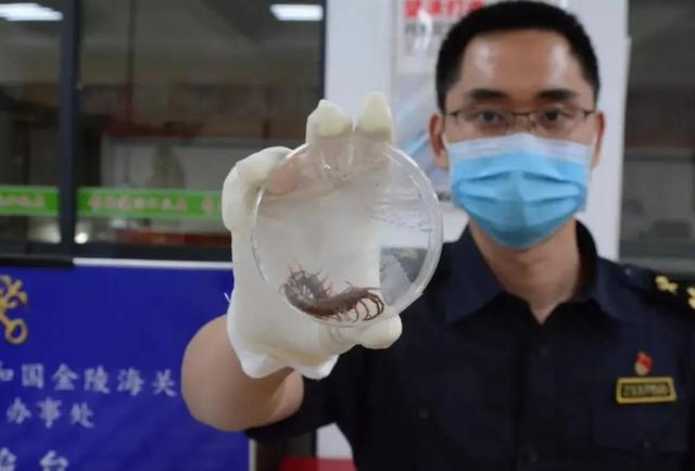 蜈蚣为什么不能打死，阴虱虫子图片（海关截获5条“世界最大、最毒”蜈蚣）