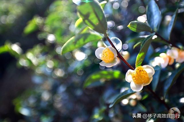 武夷山岩茶是什么茶，武夷山岩茶是什么茶?崇亮传播茶文化（我眼中的武夷山）