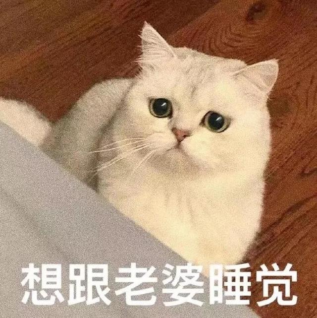 猫猫表情包，猫猫虫表情包（你家里是开幼儿园的吗图片）