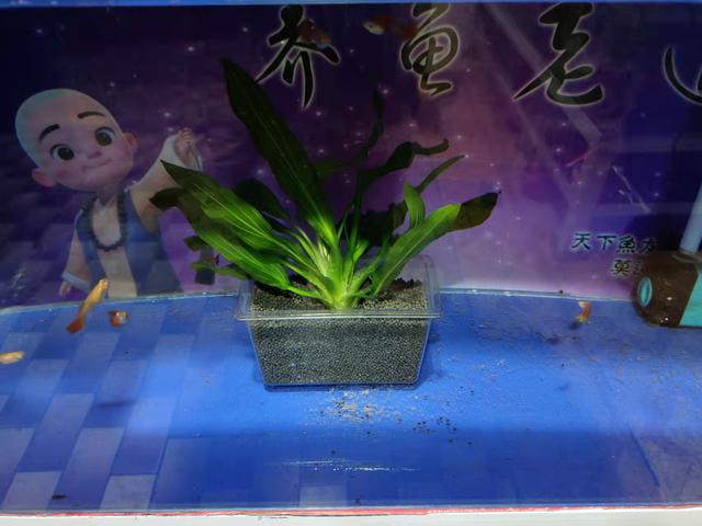 水草（水草种植），小鱼缸简单栽种水草模式（水草怎么栽）