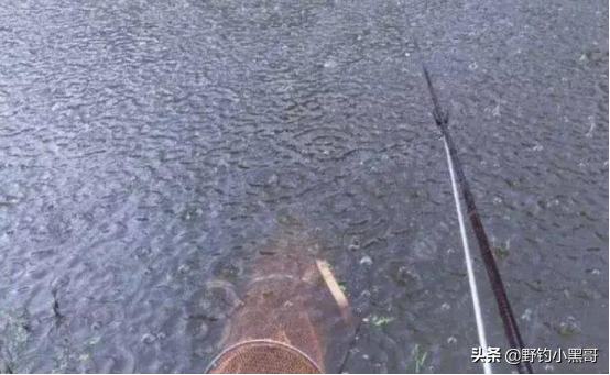 下雨天怎么钓鱼，下雨天怎么钓鱼比较好（入夏后不管新手还是老鸟）