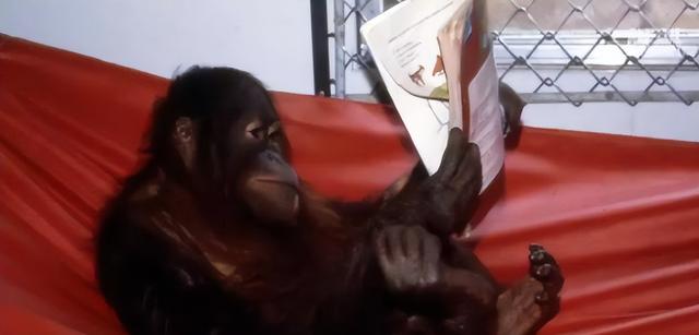 多妈简笔画叠起来的被子，儿童简笔画叠被子（试图成为人类却被囚禁30年）