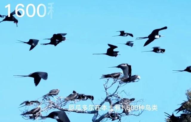 厄瓜多尔人口和面积，厄瓜多尔人口最多的城市（揭秘美女众多的厄瓜多尔真实模样）