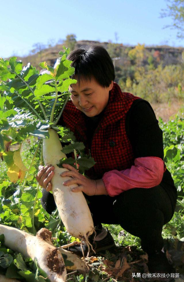 白萝卜种植时间和方法，种白萝卜的正确方法（高产萝卜种植技术）