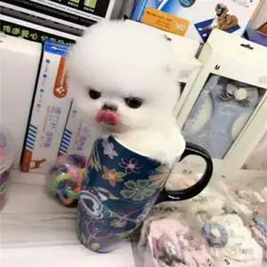 茶杯犬长什么样子图片,茶杯犬长不大吗(茶杯犬长不大) 茶杯犬长什么样子图片,茶杯犬长不大吗(茶杯犬长不大)