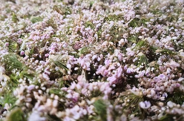 山韭菜（野生山韭菜，晒干200元每斤（野生山韭菜图片）