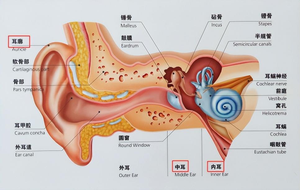 没耳垂图片,小耳畸形有必要做外耳道成形吗-相术-荣耀易学