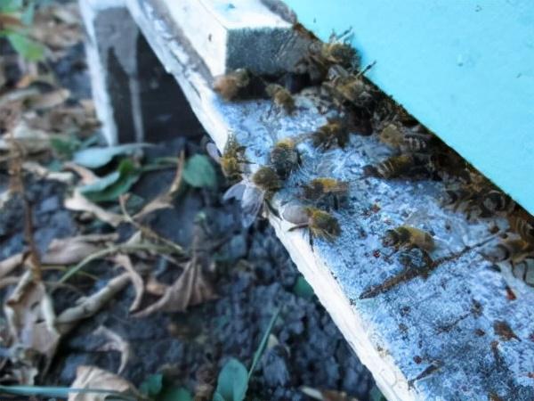 蜜蜂的特点和生活习性，蜜蜂的特点和生活特征（带你了解蜂王、工蜂、雄蜂）