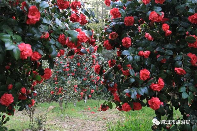 花色似锦，如花似锦的意思（摄影欣赏：《花色似锦图片）