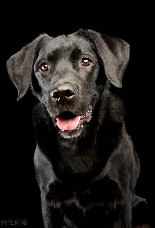 黑色拉布拉多犬怎么养，黑色拉布拉多幼犬怎么养（为什么黑色的拉布拉多犬很少人养）