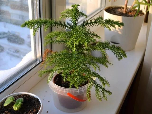 澳洲杉怎么修剪,澳洲杉怎么修剪叶子(南洋杉养室内总是黄叶枯萎)