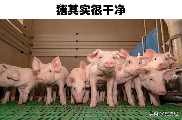 蜘蛛丝为什么那么坚韧，蜘蛛丝为什么那么坚韧不易破坏（可能会改变你对世界认知的6个冷知识）