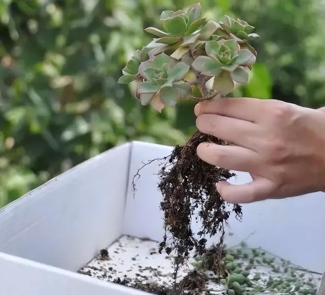 多肉花怎么养，多肉花怎么养才能爆盆（冬天夏天都很美）