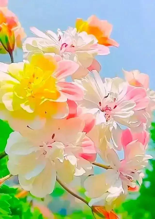 最美的花送给最美的你英文(送给你一组美丽多彩的鲜花图片)