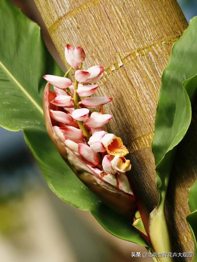豆蔻年华是形容女生还是男生，豆蔻年华是指女生还是男生（小花仙植物故事会之“豆蔻年华”）