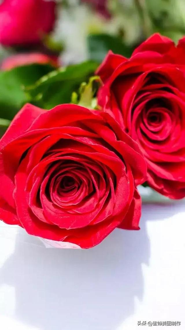 七夕节的图片，七夕浪漫情人节，玫瑰壁纸（七夕节的图片）