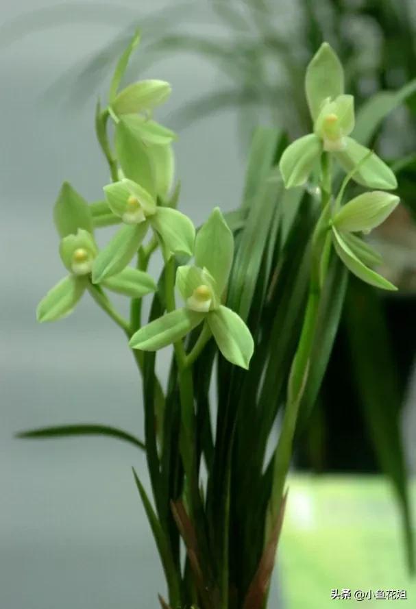 母亲节送什么花，母亲节送什么花最适合（能送给母亲的花不只是康乃馨）