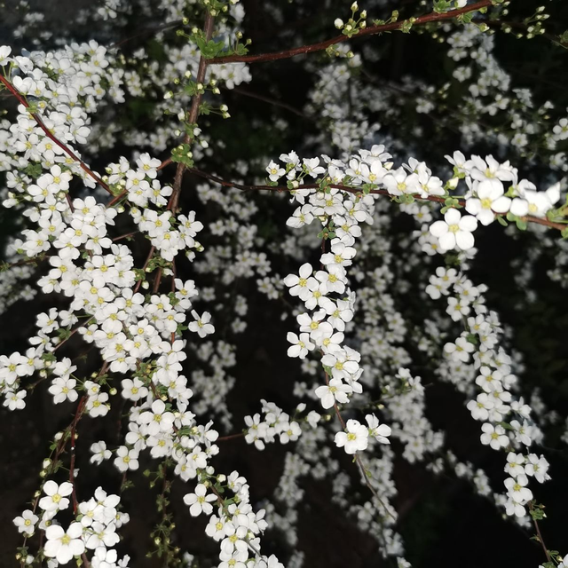 家里客厅花瓶适合插什么花，家里花瓶插什么花好风水好（水里一插就能养）