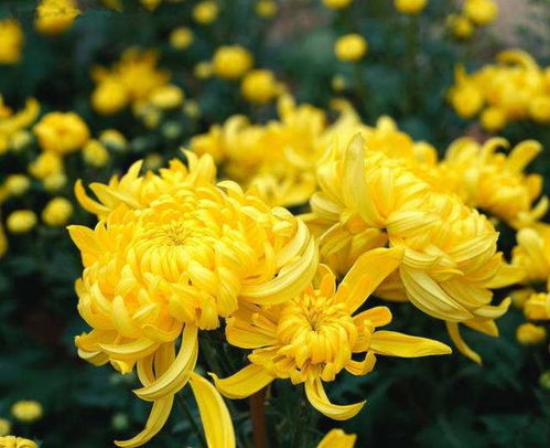 花中四君子指的是什么，花中四君子指的是（《花中“四君子”》）