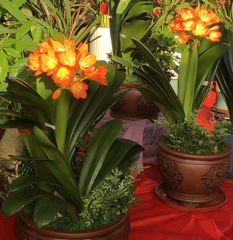 麒麟花的寓意是什么，客厅摆放麒麟的图片（海南迎春花市年味渐浓）