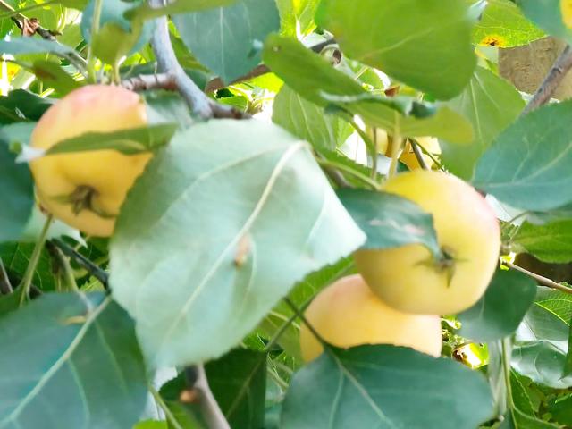 沙果饮品的做法，沙果饮品的做法和配料（沙果——割不断的乡愁之五）