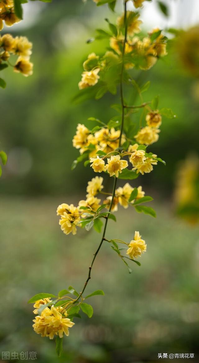 爬藤蔷薇怎么种，爬藤蔷薇有哪些（想养爬藤花木就选这种吧）