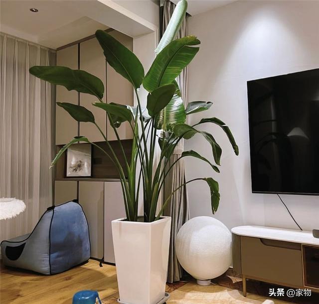 10种好看的鸟，这8种造型又漂亮又好养