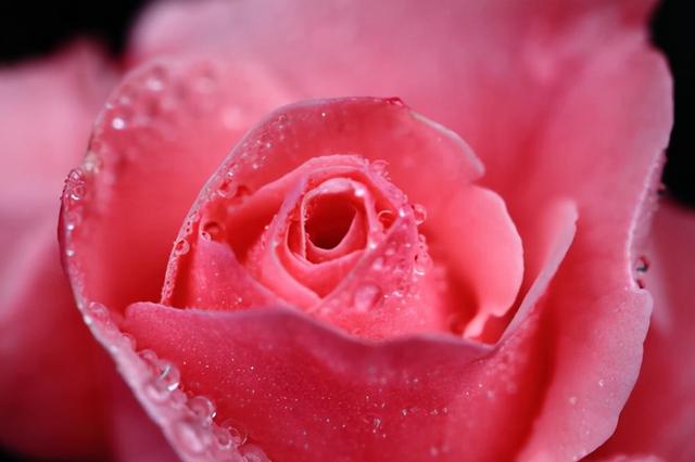 花，花好月圆人长久（72种鲜花欣赏图片）