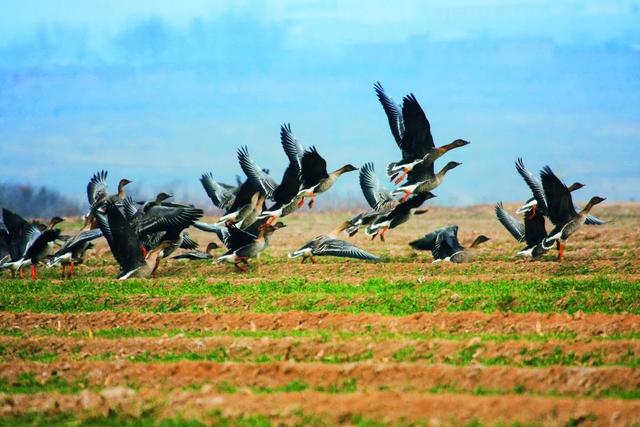 蓝桉的另一半情侣网名，蓝桉树红嘴蓝鹊微信昵称（跟着“鸟王爷”去观鸟）