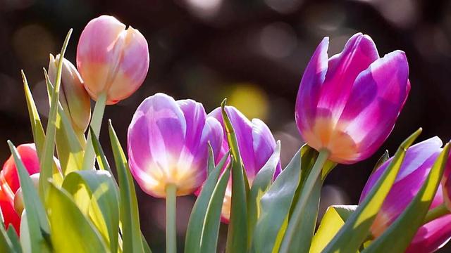 白色郁金香花语，郁金香的花语和传说（世界花后郁金香）