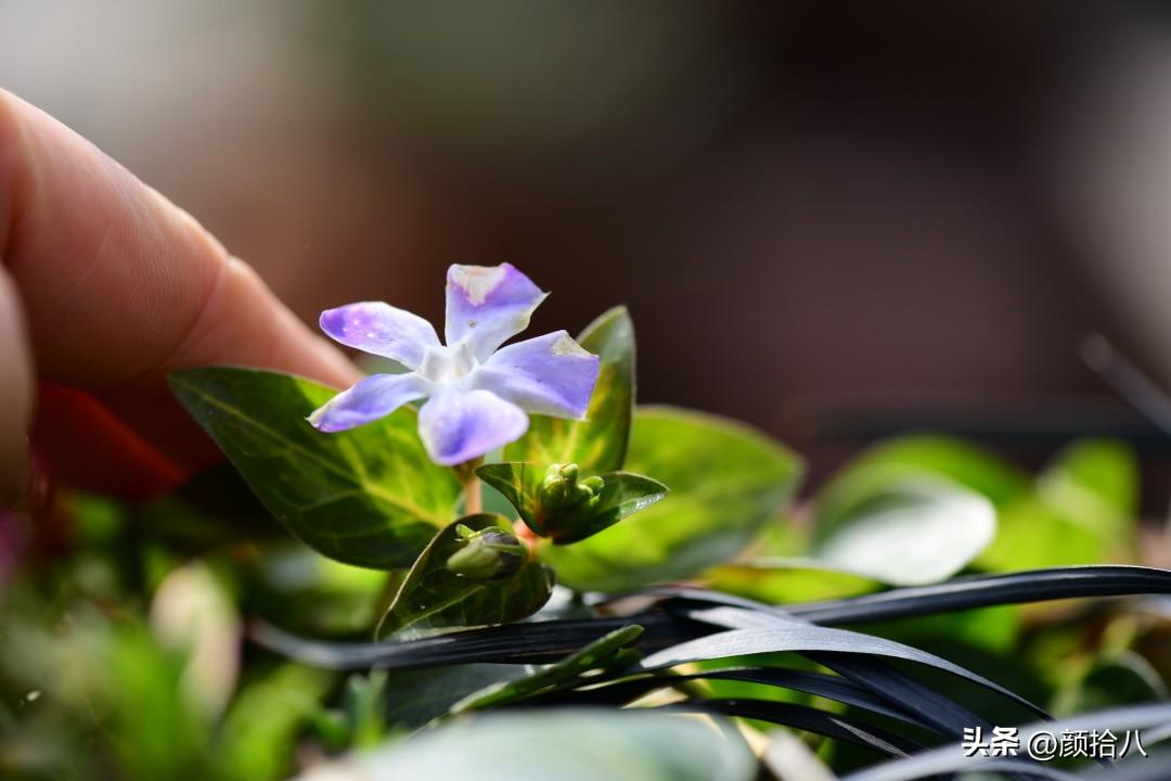 DNF香香的柏树怎么用，dnf香香的柏树怎么用啊（冬日里最优秀的40种彩叶植物）