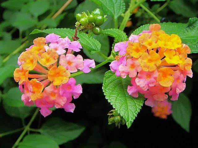 鲜花的花语和花的数目的寓意，鲜花数量的寓意（100种迷人的“数字花”）