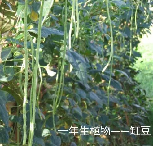 什么是植物，什么是植物染发（简单来认识植物）