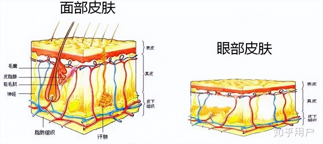 眼霜的作用大不大，眼霜用了到底有没有效果