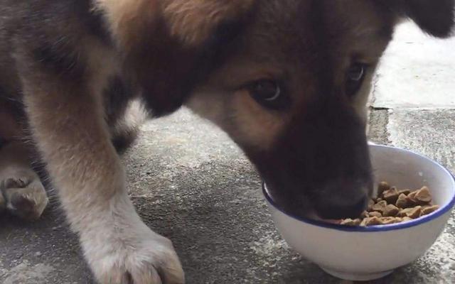中华田园犬为什么禁养，中华田园犬为什么禁养真的假的（中华田园犬为什么禁养真的假的）