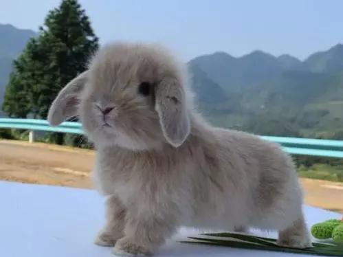 垂耳兔的饲养方法，适合当宠物养的小兔子（垂耳兔该怎么养）