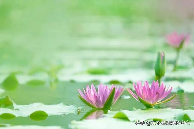 夏至的美好寓意，夏至是什么意思夏至美好寓意（最有诗意的时光）