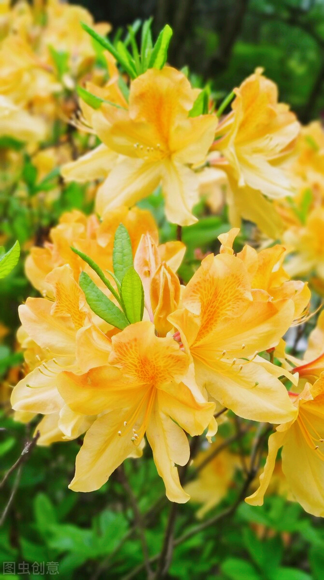 什么是石竹梅花，一花一欢喜