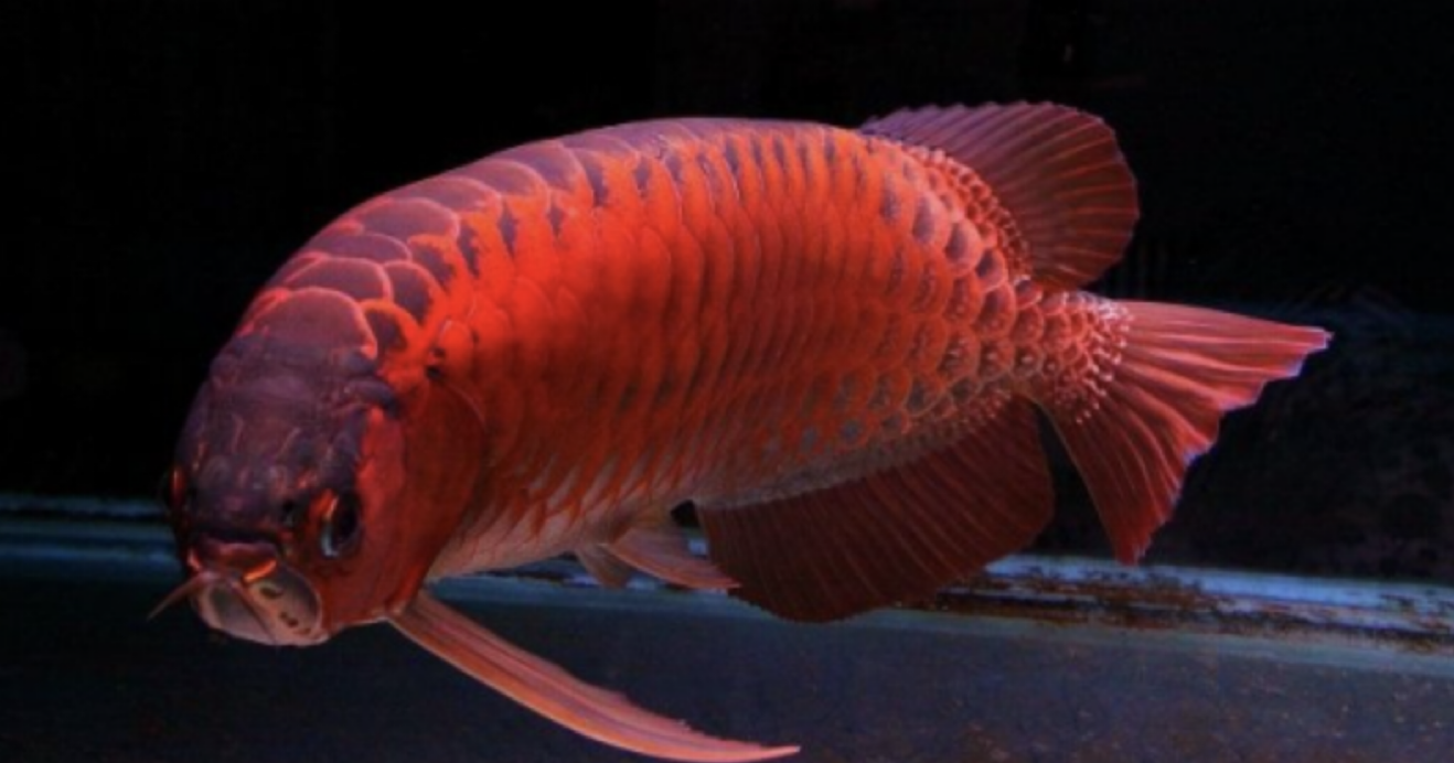 非洲黑龙鱼,最受人们喜爱的观赏鱼 - 玉三网