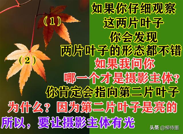 怎么拍照片好看，手机怎么拍照片好看（照片不能“瞎拍”）