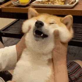 【沙雕狗狗头像】微信，【沙雕狗狗头像】（狗狗沙雕动图表情包 ​​​）