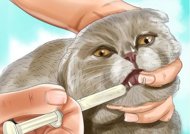 猫咪体内驱虫多久一次，猫咪体外驱虫多久一次（一篇带你搞定猫咪驱虫所有问题）