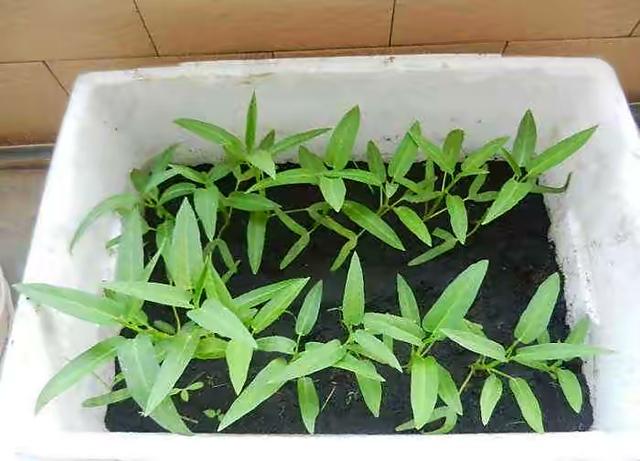 阳台适合种什么菜，什么菜适合在阳台上种（阳台小就种“4种菜”）