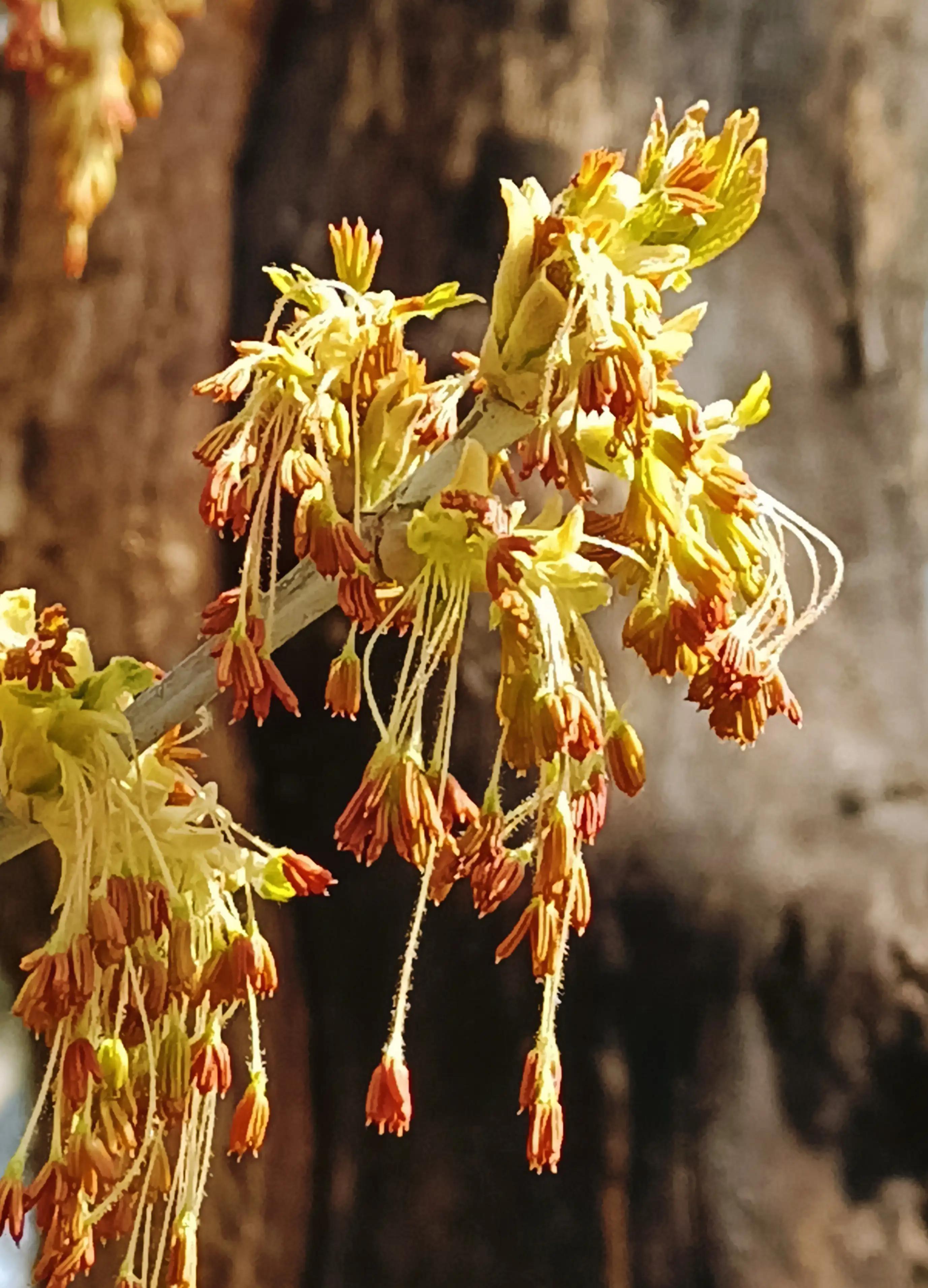 金叶梣叶槭花图片(金叶复叶槭花)-柯彬网