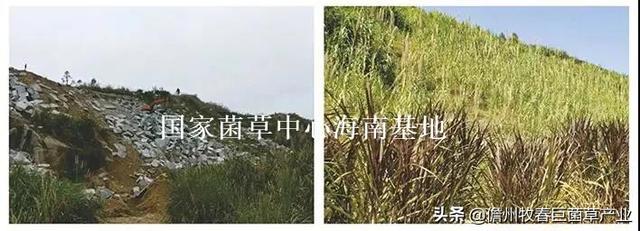 菌草（菌草颗粒饲料，这种“幸福草”为啥如此“香”（菌草有机肥）