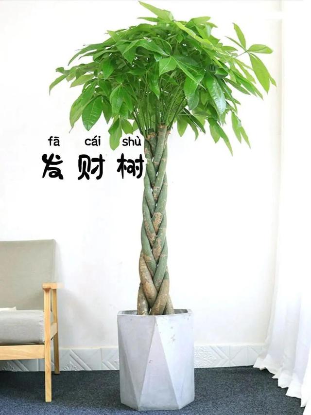 比较大的绿植，寓意美好又耐看的6⃣️款大型绿植